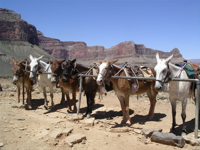 images/I- Horses geat rest (2).jpg